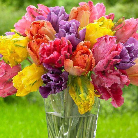 Pink, yellow, purple, red and orange parrot tulips in a vase, featuring the Fantasy Feather Mix, which has big flowers with fringed petals. Parrot Tulips Arrangement, Longfield Gardens, Tulips Arrangement, Parrot Tulips, Tulip Bulbs, Big Flowers, Arte Floral, Exotic Flowers, Spring Colors