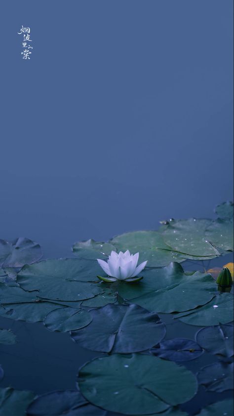 Zen Wallpaper, Zen Aesthetic, Lotus Flower Wallpaper, Telephone Design, Lotus Flower Pictures, Lily Wallpaper, Flowers Photography Wallpaper, Cute Flower Wallpapers, Wallpaper Nature Flowers