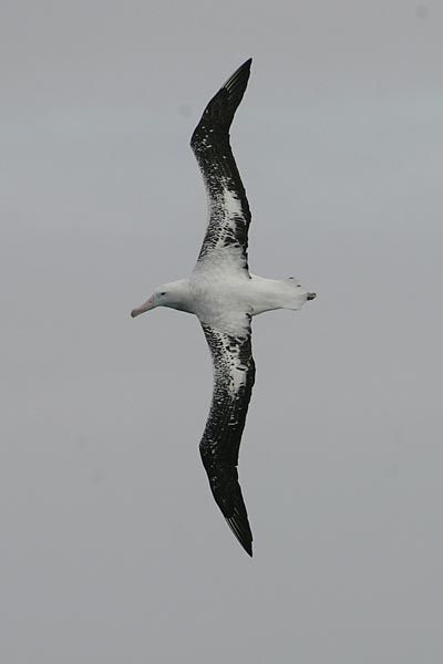 Piranesi Tattoo, Albatross Photography, Albatross Drawing, Albatross Logo, Albatross Tattoo, Wandering Albatross, Seagull Logo, Seagull Tattoo, Bookish Tattoos