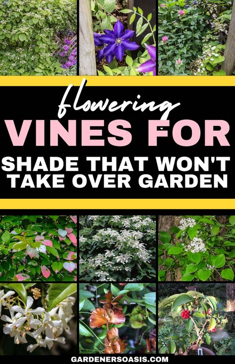 Flowering Vines For Shade (9 Perennial Climbers That Won't Take Over Your Garden) Shade Vines, Vines For Shade, Climbing Plants Fence, Shady Backyard, Perennial Flowering Vines, Climbing Plants Trellis, Shady Garden, Autumn Clematis, Evergreen Vines