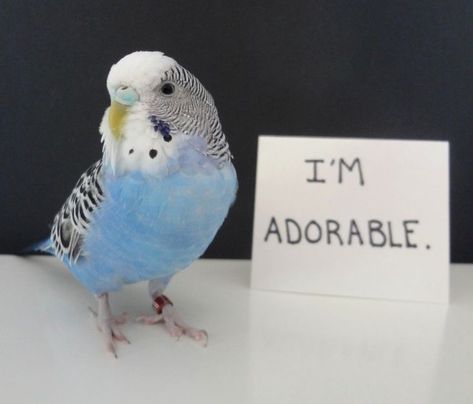 Budgies Bird, Budgie Parakeet, Funny Parrots, Dog Shaming, Parakeets, Funny Birds, Pretty Birds, Cute Birds, Little Birds