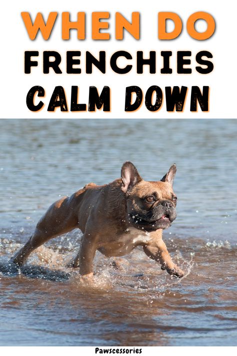 Frenchie Background, Adult French Bulldog, Frenchie Tips, French Bulldog Quotes, Bulldog Quotes, Brindle French Bulldog, Merle French Bulldog, Bulldog Training, French Bulldog Breed