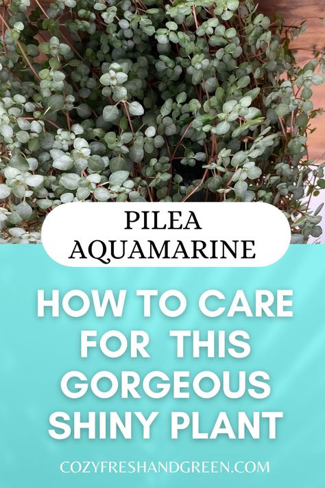 pilea aquamarine plant care Pilea Aquamarine, Pilea Glauca, Plant Care Tips, Growing Tips, Plants Decor, House Plants Decor, Low Maintenance Plants, Apartment Garden, Plant Collection