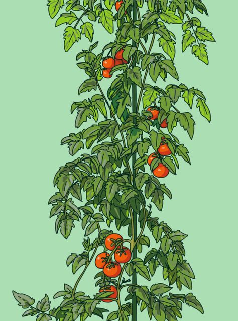 Tomato Vine Illustration, Tomato Plant Drawing, Tomato Drawing, Tomatoes On The Vine, Igcse Art, Libra Sun, Vine Drawing, Leo Moon, Tomato Vine