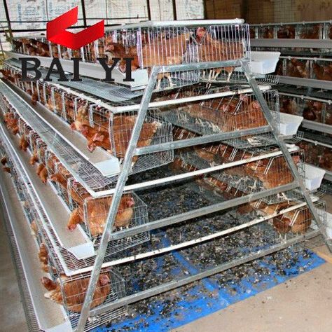 Layer Chicken Battery Cage https://m.alibaba.com/product/1627747894/Layer-Chicken-Battery-Cage.html?__sceneInfo={"cacheTime":"1800000","type":"appDetailShare"} Poultry Farm Buildings, Poultry Farm Design, Chicken Shed, Cages For Sale, Layer Chicken, Poultry House, Backyard Chicken Coop Plans, Poultry Cage, Diy Chicken Coop Plans