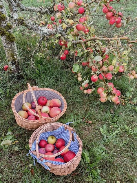 Late Summer Activities, Aesthetic Fall Activities, Autumn Activity Aesthetic, Fall Activity Aesthetic, Fall Activities For Friends, Cozy Fall Activities, Fall Aesthetic Activities, Fall 2024 Aesthetic, Fall Festival Aesthetic