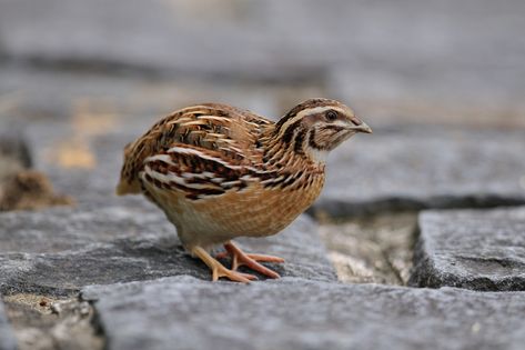 88. Japanese Quail (Coturnix japonica) | known to mainly inhabit East Asia and Russia Japanese Quail, Little Birds, Song Bird, East Asia, Russia, Birds, Animals, Quick Saves, Nature