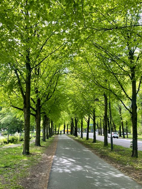 Tree Scape, Tree Lined Street, Street Trees, Tree Landscape, Architecture Ideas, Tree Line, Urban Area, Landscape Trees, Design Project