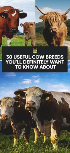 30 Best Cow Breeds for Meat and Milk You'll Want to Know About Hyland Cows, Best Farm Animals, Dairy Cow Breeds, Beef Cows, Cow Breeds, Breeds Of Cows, Miniature Cows, Raising Cattle, Beef Cow