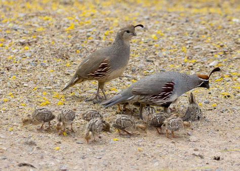 Gambel's Quail kids | Doris Evans | Flickr Quail Family, Arizona Birds, Raising Quail, Game Birds, Pretty Birds, Bird Photo, Little Birds, Wild Birds, Animal Photo