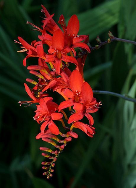 Montbretia Crocosmia, Crocosmia Lucifer, Best Led Grow Lights, Hummingbird Plants, Cardinal Flower, Falling Star, Plant Growing, Border Plants, Led Grow