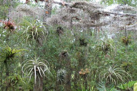 Moss House, Florida Gardening, Spanish Moss, Power Couple, Fishing Line, Air Plants, At Home, Florida, Plants