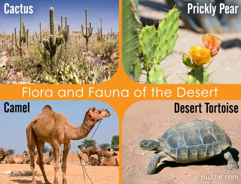 Desert biome plants and animals Desert Animals And Plants, Ecosystem Project, Animals Habitat, Diorama Kids, Ecosystems Projects, Camels Desert, Desert Biome, Animal Homes, Desert Ecosystem