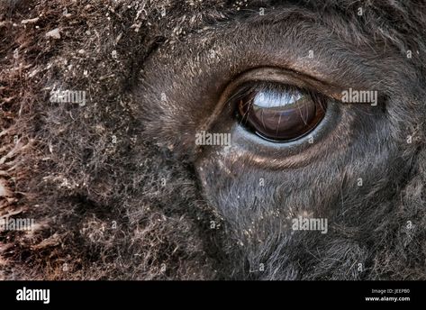 Download this stock image: Bison Bull, Eye, Spring, Montana - JEEPB0 from Alamy's library of millions of high resolution stock photos, illustrations and vectors. Eyes Side View, Side View, Montana, Buffalo, Art Reference, High Resolution, Stock Images, Resolution, Stock Photos