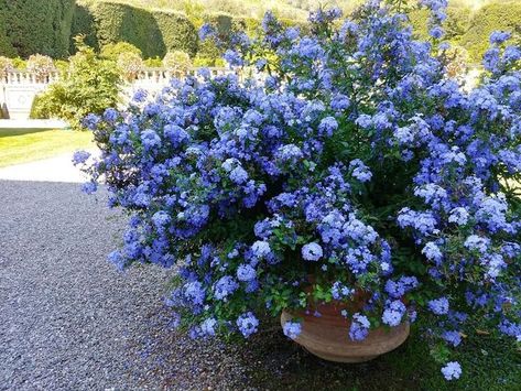 Palm Springs Garden, Purple Flowers Garden, Container Gardening Flowers, Lawn And Landscape, Veg Garden, Garden Terrarium, Blue Garden, Garden Landscape Design, Shade Garden