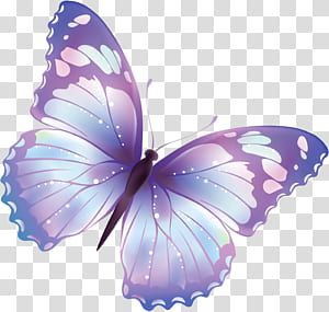 Butterfly Information, Orange And Black Butterfly, Butterfly Black And White, Teal Butterfly, Butterfly Png, Butterfly Background, Butterfly Images, Butterfly Illustration, Butterfly Clip Art