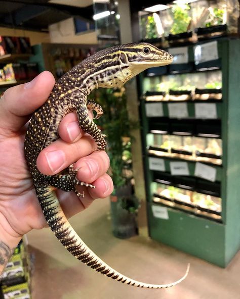 Richard Allen on Instagram: “Adorable little baby Argus monitor now available at Reptile Rapture. www.reptilerapture.net” Argus Monitor, Richard Allen, Water Monitor, Monitor Lizard, Instagram Baby, Reptiles And Amphibians, Lizards, Amphibians, Animal Memes