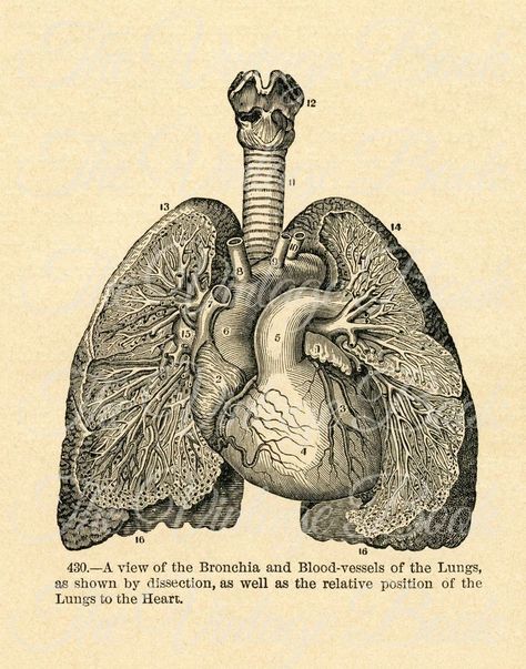 Vintage Lungs Illustration, Human Anatomy Art Aesthetic, Vintage Anatomy Prints, Lung Anatomy Art, Images To Print Wall Art, Medical Anatomy Art, Lung Picture, Lung Aesthetic, Vintage Doctor Aesthetic