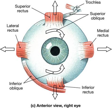 Eye Muscles Eye Diagram, Optometry Education, Eye Anatomy, Cranial Nerves, Human Body Anatomy, Medical School Studying, Muscle Anatomy, Human Anatomy And Physiology, Medical Anatomy