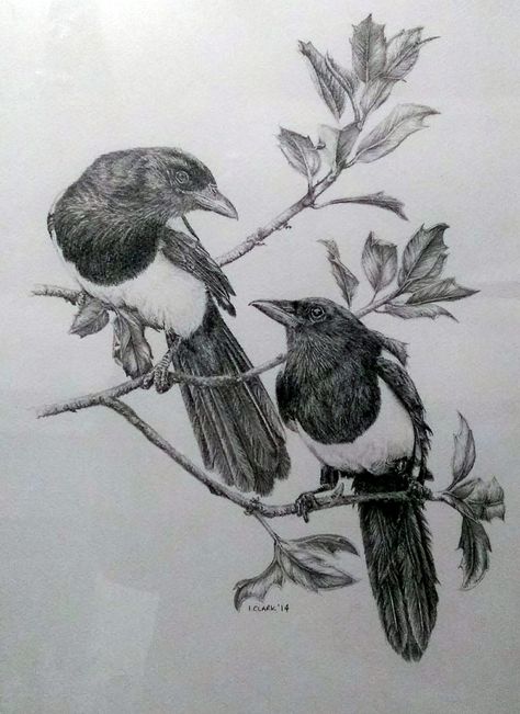 'Two for Joy' by Imogen Clark. Graphite on heavy texture. Two magpies in holly. 16x12 Dish Painting, Magpie Tattoo, Back Of Leg Tattoos, Magpie Art, Crow Tattoo Design, Vogel Tattoo, Black Cat Tattoos, Bird Artwork, Limited Edition Giclee