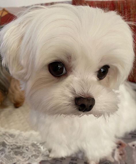 Maltese Hairstyles, Cane Maltese, Regard Animal, Jack Russell Terrier Puppies, Cute Teacup Puppies, Dog Haircuts, Really Cute Puppies, Maltese Dog