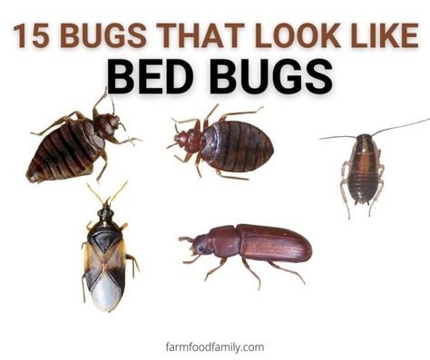 Bed Bugs How To Get Rid Of, Carpet Bugs, Baby Cockroach, Bed Bugs Pictures, Bug Identification, Get Rid Of Bed Bugs, Rid Of Bed Bugs, Bed Bug, Swimming Pool Spa