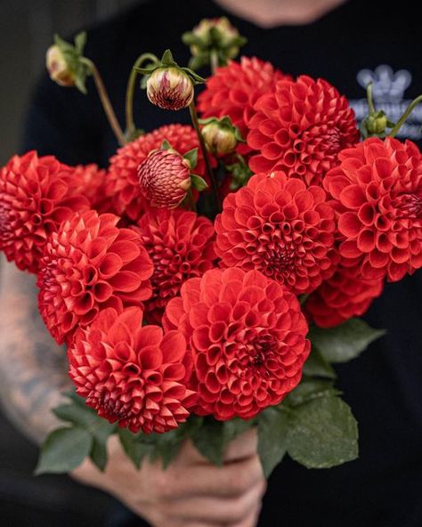 Red Dalia, Red Dahlia Flower, January Flowers, Maine Garden, Red Dahlias, October Flowers, Dahlias Wedding, Single Flowers, Red Dahlia