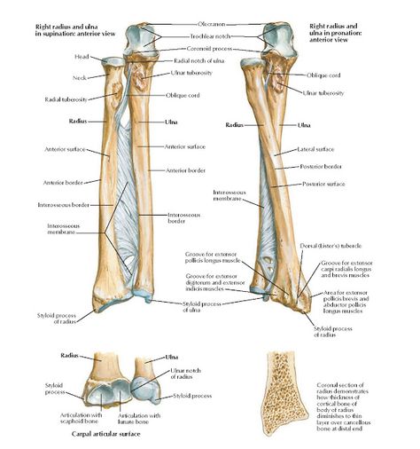 Bones of Forearm Anatomy   Olecranon, Head, Neck, Radial tuberosity, Radius, Anterior surface, Anterior border, Interosseous border, Inte... Forearm Anatomy, Upper Limb Anatomy, Radius Bone, Human Skeletal System, Human Skeleton Anatomy, Anatomy Images, Diagnostic Medical Sonography, Anatomy Bones, Basic Anatomy And Physiology