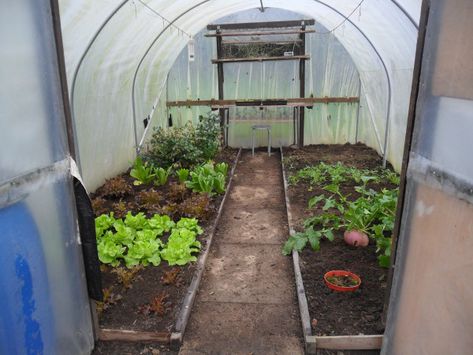 Small Polytunnel, Poly Tunnel, Greenhouse Farming, Veggie Patch, Veg Garden, Garden Greenhouse, Cold Frame, Backyard Farming, My Posts