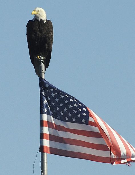 American Flag Pictures, Patriotic Pictures, American Flag Wallpaper, Eagle Pictures, Independance Day, American Flag Wood, I Love America, American Bald Eagle, The American Flag