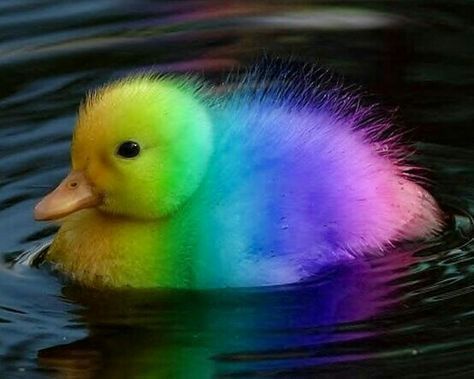 Rainbow Costumes, Rainbow Unicorn Party, Cute Ducklings, Rainbow Photo, Rainbow Logo, Baby Themes, Dog Biting, Weird Food, Rainbow Art