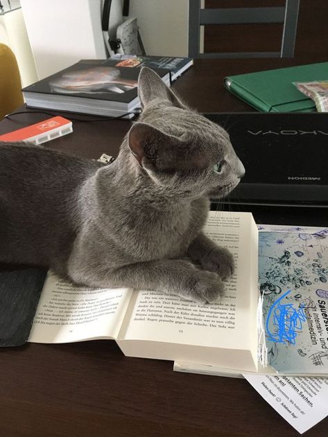 Chat & Livre / Cat & Book Korat Cat, Russian Blue Kitten, Russian Blue Cat, Gray Cat, Nine Lives, Blue Cat, Russian Blue, Blue Cats, Beautiful Cats