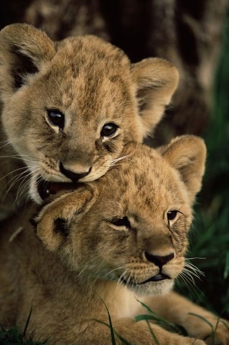 Powerful big cat family #lion #lioncub #younglion #kingofthejungle Big Cat Family, Cat Diary, Lion Cubs, Haiwan Comel, Anak Haiwan, Animal Ideas, Lion Love, Haiwan Lucu, Cute Lion