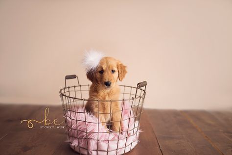 Black Puppy Photoshoot Ideas, Puppy Pictures For Selling, Diy Puppy Photoshoot Ideas, Litter Of Puppies Photography, Puppy Newborn Photoshoot, Puppy Picture Ideas To Sell, Puppy Picture Ideas Photography, Newborn Puppy Photoshoot Ideas, Litter Photoshoot