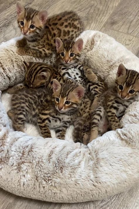 Bangel Cats Kittens, Pretty Cat Breeds, Söpö Kissa, Bengal Kitten, Cute Small Animals, Bengal Cats, Cute Animals Puppies, Gorgeous Cats, Cute Cats Photos