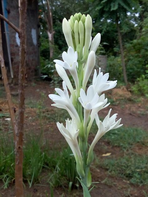 Tuberose Rajni Gandha Flower, Wijaya Kusuma, Hawaii Flowers, Indian Garden, Herbal Plants, Bead Embroidery Tutorial, Buddhist Quotes, Beautiful Flowers Photos, Embroidery Tutorial