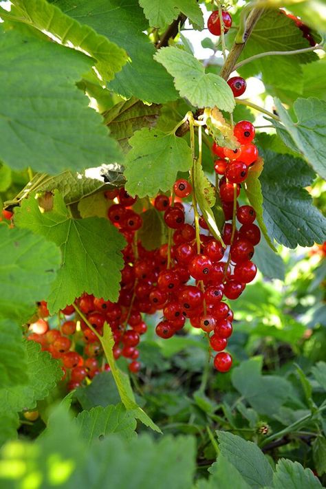 Recipe for making homemade Redcurrant Jelly - great on toasts and desserts but also for savory dishes like Swedish Meatballs #jelly Meatballs Jelly, Red Currant Jelly Recipe, Red Currant Jelly, Lovely Greens, Currant Jelly, Recipe Inspirations, How To Make Red, Homemade Jelly, Jelly Recipe