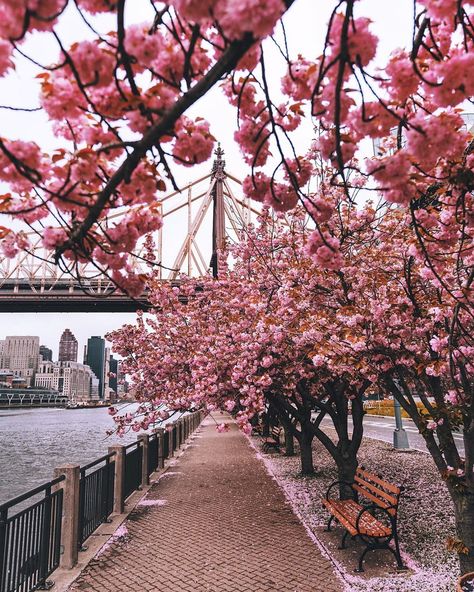 Photographer New York⚡️👁 on Instagram: “Roosevelt Island Cherry Blossom 🤩🌸” Roosevelt Island, Cherry Blossom, Blossom, Cherry, New York, Photo And Video, Photographer, Photography, On Instagram