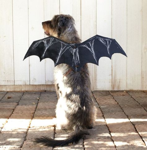 Diy Bat Costume, Bat Wings Costume, Bat Halloween Costume, Cute Dog Costumes, Bat Dog, Diy Wings, Bat Costume, Hallowen Ideas, Diy Dog Costumes