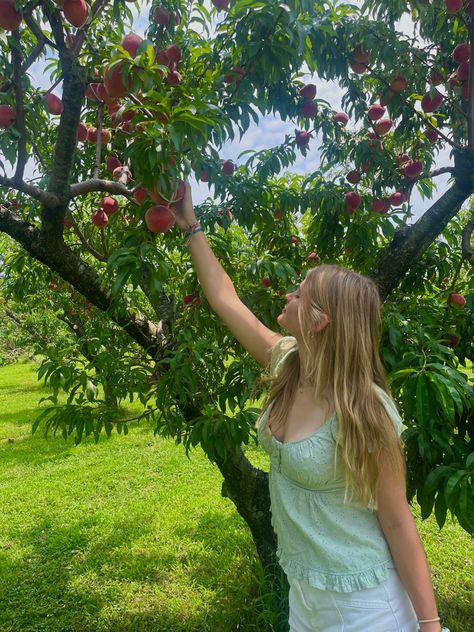 Peach Picking Photoshoot, Fruit Picking Aesthetic, Berry Picking Aesthetic, Peach Picking, Cherry Picking Aesthetic, Picking Peaches, Peach Farm, Peach Picking Aesthetic, Peach Farm Aesthetic