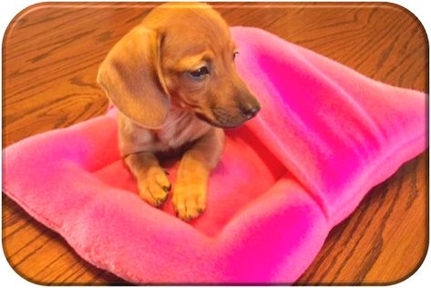 Snuggle Dog Bed, Diy Pet Bed, Photo Animaliere, Diy Dog Bed, Dog Crafts, Sew Easy, Animal Projects, Pet Hacks, Weiner Dog