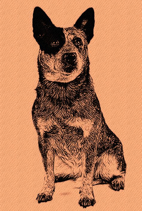 Australian Cattle Dog Australian Cattle Dog Painting, Cattle Dog Illustration, Australian Cattle Dog Drawing, Blue Heeler Painting, Cattle Dog Tattoo, Pyrography Animals, Cattle Dog Drawing, Blue Heeler Drawing, Apartment Paintings