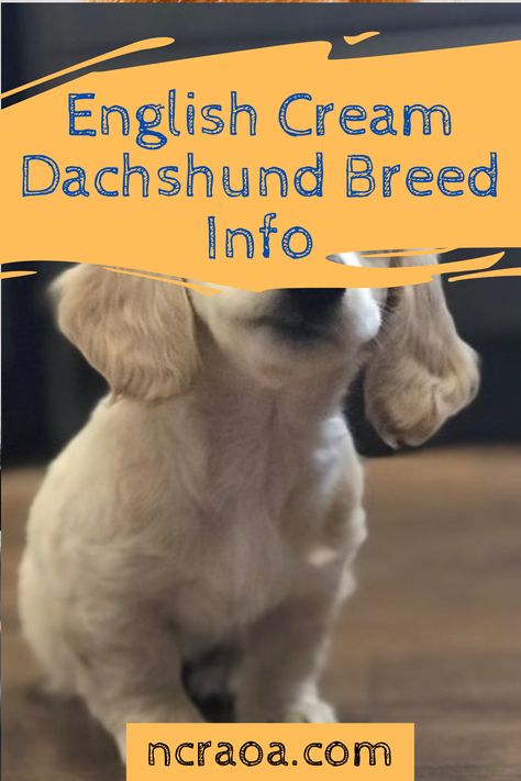 English Cream Dashound, Golden Dauchsands, Cream Dachshund Long Hair, Golden Dashhound, Cream Miniature Dachshund, English Cream Mini Dachshund, English Creme Dachshund, Dachshund Cream, Dachshund Temperament