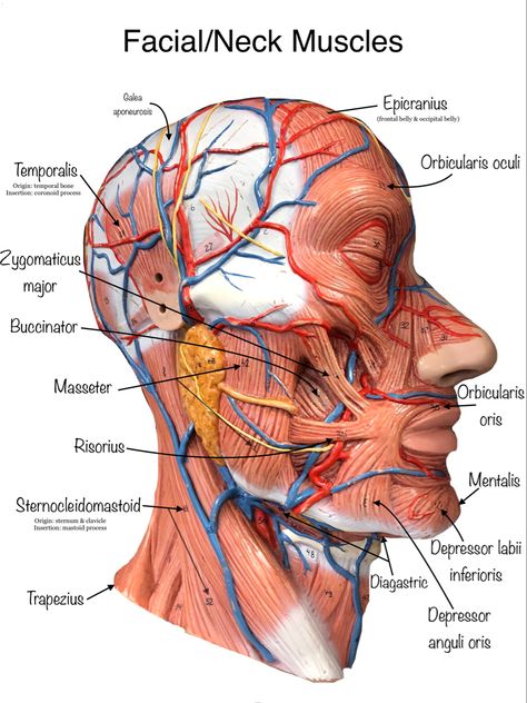 Anatomy Biomedical Illustration, Face Muscles Anatomy, Anatomy Of The Face, Facial Muscles Anatomy, Arteries Anatomy, Anatomy Education, Human Muscle Anatomy, Muscles Of The Neck, Dental Hygiene Student