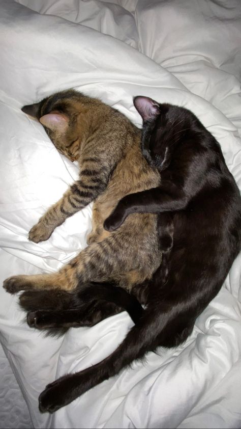 2 Cats Kissing, Brown Cat And Black Cat, Black And Brown Cats Together, Kayli Boyle, Two Black Cats, Cat Couple, Cat Cuddle, 2 Cats, Lots Of Cats