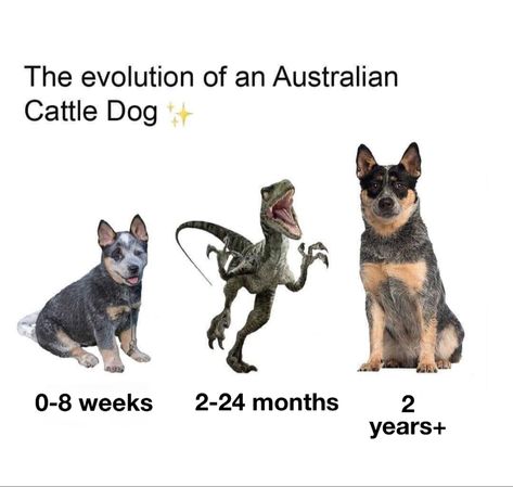 Cattle Dog Quotes, Australian Cattle Dog Funny, Australian Heeler, Australian Cattle Dog Puppy, Cattle Dog Puppy, Aussie Cattle Dog, Austrailian Cattle Dog, Cattle Dogs Rule, Blue Heeler Puppies