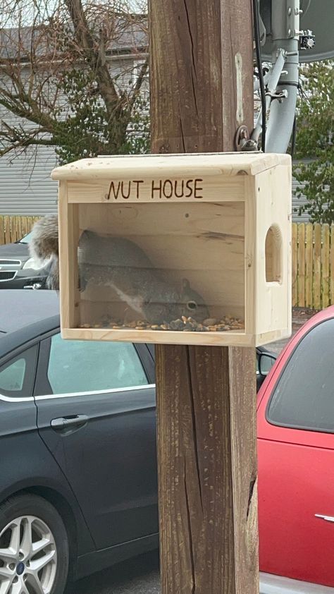 Sit back and have some backyard enjoyment, watching the squirrels come to your large customized feeder daily for food and treats. This feeder is handcrafted with 3/4 inch white pine. This feeder has two large side cut outs, one on each side with dimensions of 2.75"W X 3.375"H for squirrel access. This also has a larger plexiglass (12.375"W X 8.125"H) installed on the front for better viewing of the squirrels eating and retrieving their treats. This plexiglass is also removable if changing it is Squirrel Home, Squirrel Feeder, Bird Houses Ideas Diy, Nut House, Bird House Plans, Chicken Garden, Backyard Sheds, Bird Houses Diy, Wildlife Habitat