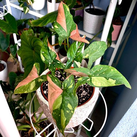 Syngonium Tricolor, Rare Houseplants, Gardening For Dummies, Dream Plants, Plants Are Friends, Plant Projects, Inside Plants, Plant Protection, Variegated Plants