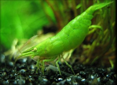 Green fire babaulti Green Shrimp, Shrimp Tanks, Pet Shrimp, Freshwater Shrimp, Aquarium Shrimp, Betta Fish Types, Fish Tank Terrarium, Aquarium Terrarium, Shrimp Tank