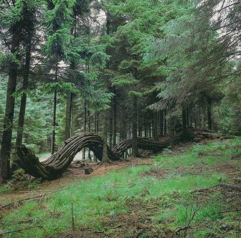 Sidewinder – Grizedale Forest Sculpture 1977-2020 Forest Sculpture Art, Forest Dappled Light, Forest Sculpture, Enchanted Forest Bedroom Sculptures & Statues, Underdark Mushroom Forest, Mystical Forest Sculpture, Small Forest, Andy Goldsworthy, Yorkshire Sculpture Park